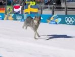 Pes vbehol na trať pretekov v behu na lyžiach na ZOH 2026