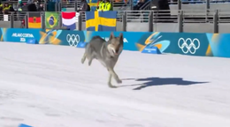Pes vbehol na trať pretekov v behu na lyžiach na ZOH 2026