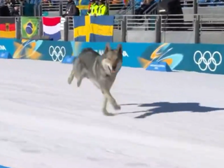 Pes vbehol na trať pretekov v behu na lyžiach na ZOH 2026
