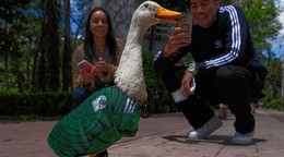 Ľudia si fotografujú kačku menom Merlin, oblečenú v drese mexickej futbalovej reprezentácie.
