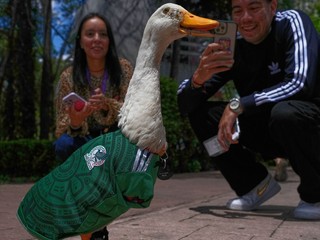 Ľudia si fotografujú kačku menom Merlin, oblečenú v drese mexickej futbalovej reprezentácie.