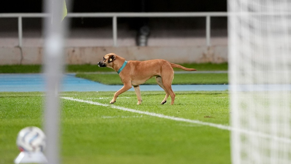 Pes na ihrisku počas zápasu medzi Severným Macedónskom a Škótskom