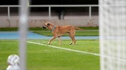 Pes na ihrisku počas zápasu medzi Severným Macedónskom a Škótskom