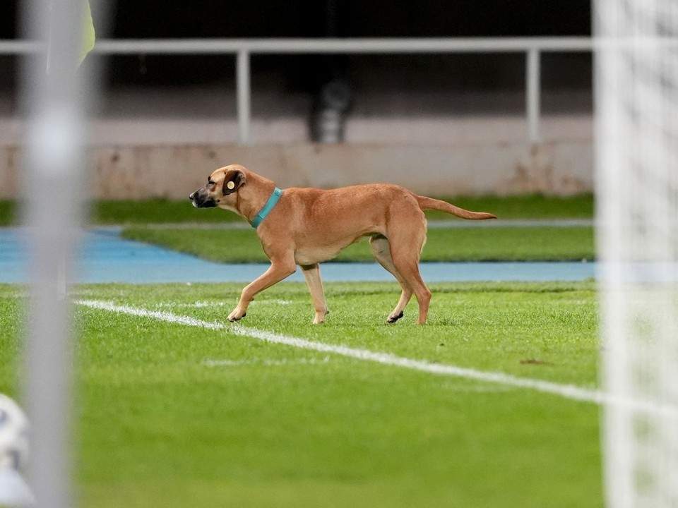 Pes na ihrisku počas zápasu medzi Severným Macedónskom a Škótskom