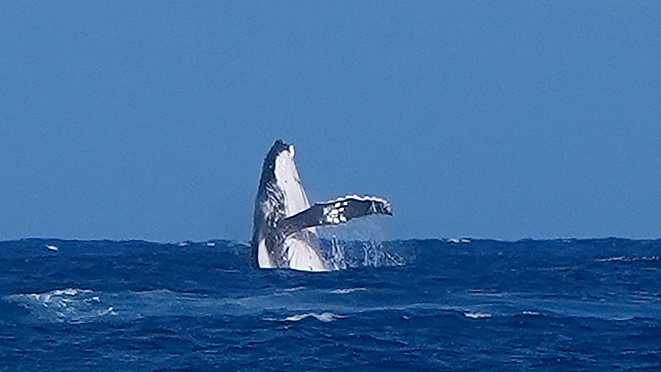 Veľryba počas semifinále žien v surfingu.