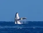 Veľryba počas semifinále žien v surfingu.