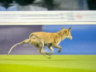 Počas zápasu v Anglicku vbhela na ihrisko líška