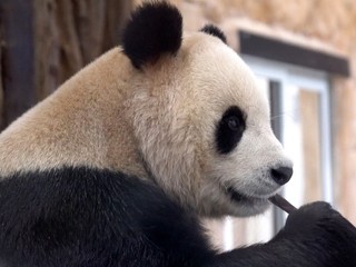 Panda Ťing Ťing.