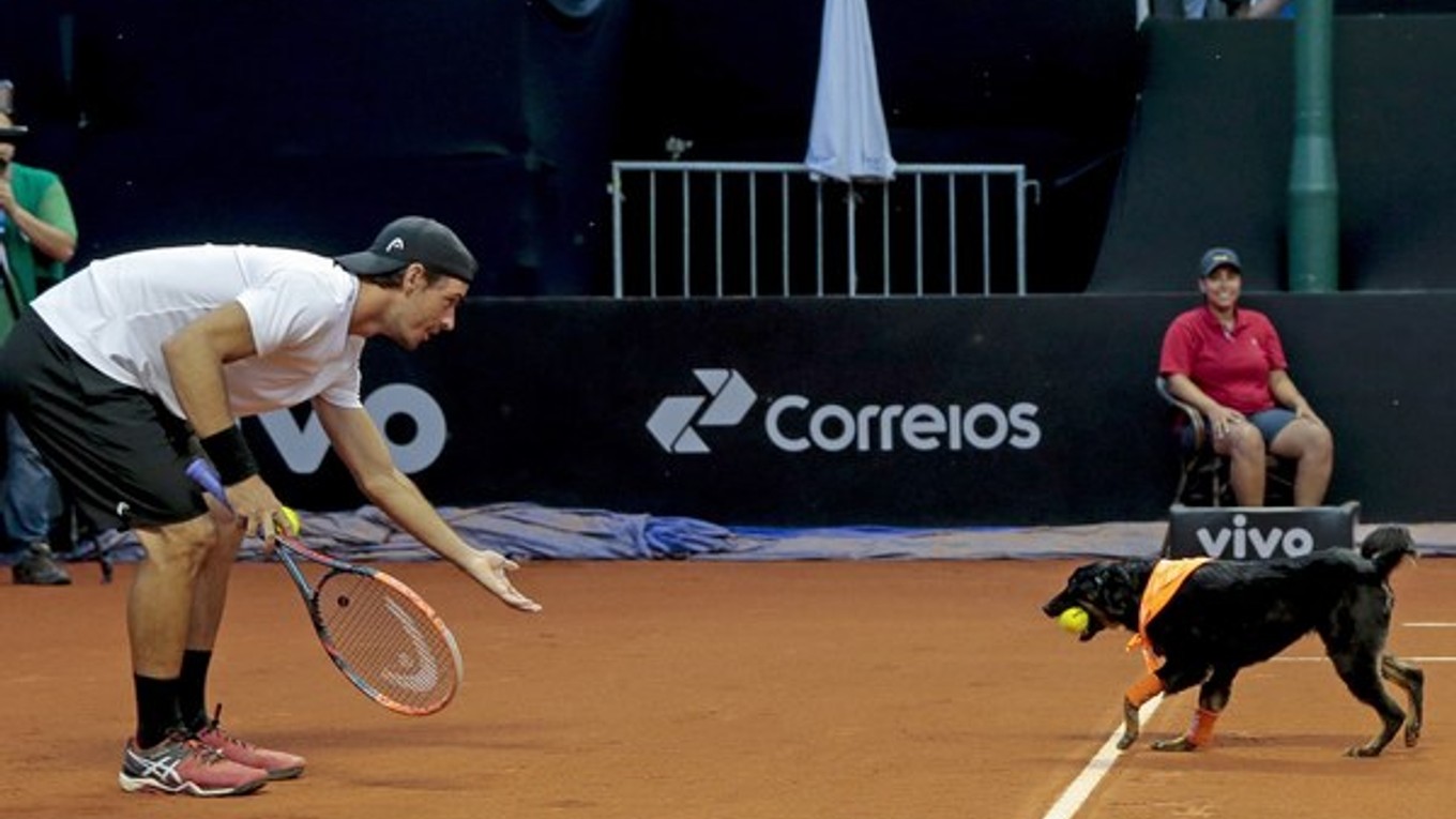 Portugalčan Gastao Elias zažil pred pár dňami priamo na kurte zaujímavú novinku. Na turnaji v Sao Paule boli zberačmi loptičiek psi.