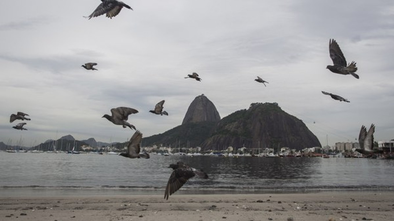 Holuby letia nad znečistenou plážou Botafogo v zálive Guanabara v dejisku budúcoročných OH v brazílskom meste Rio de Janeiro.