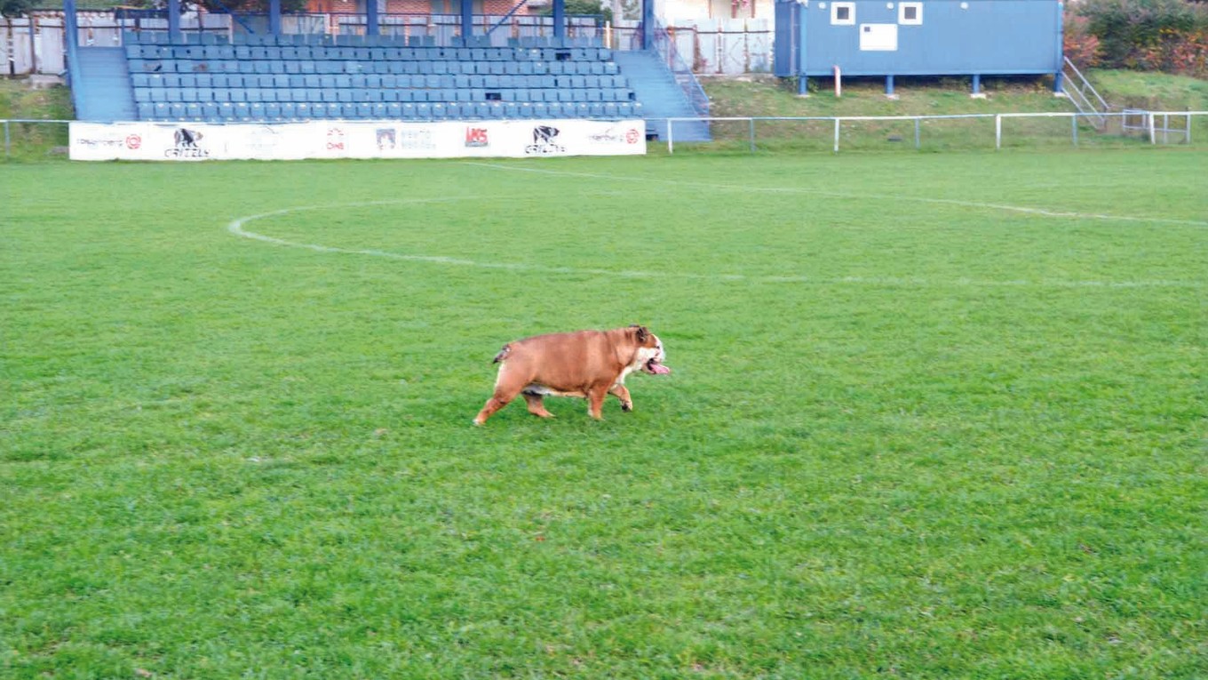 Futbalový areál v Medzeve. Štvrtoligista hrá svoje domáce zápasy na tomto ihrisku. Športových akcií sa zúčastňuje aj maskot mužstva – Luisa.