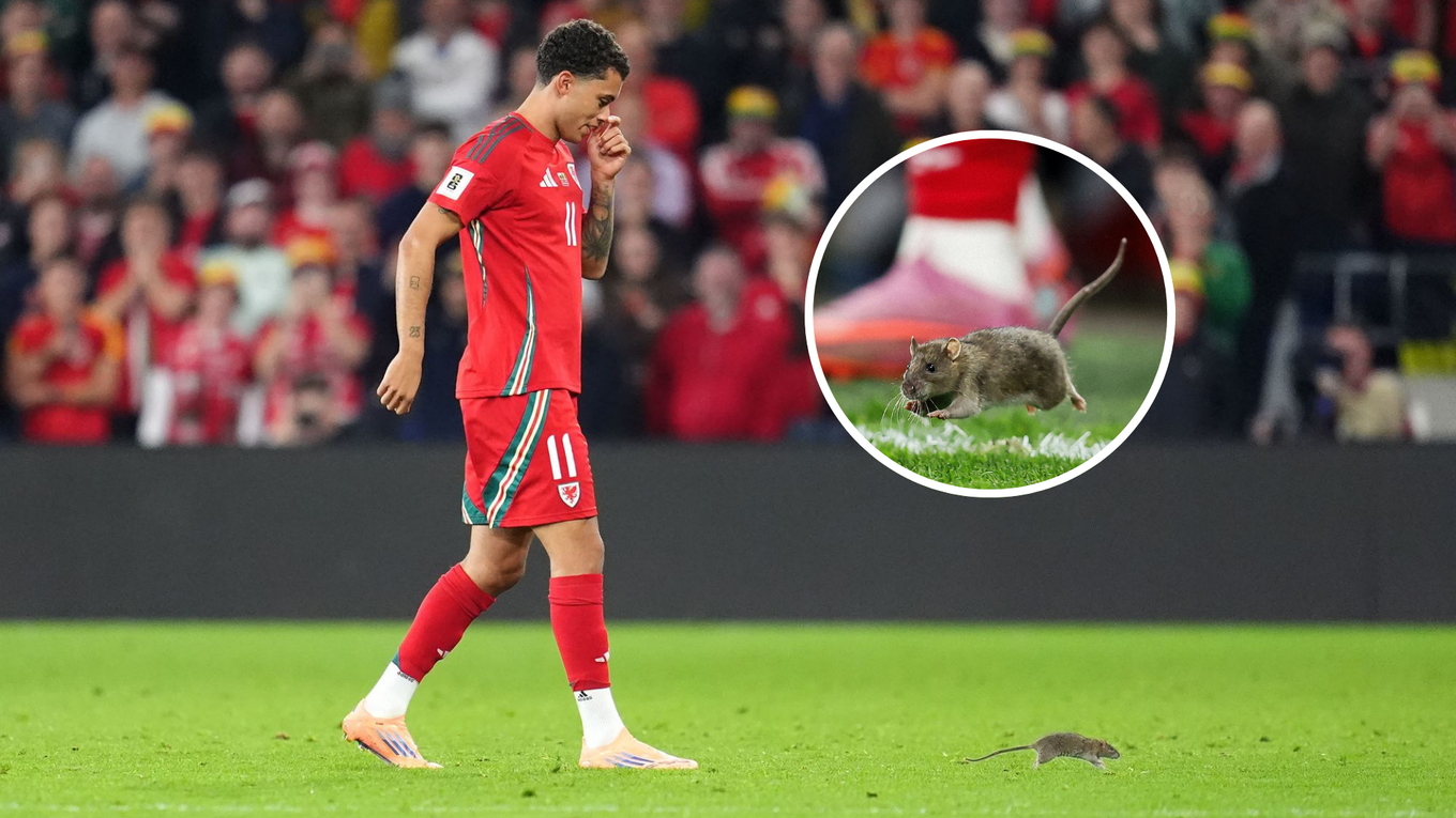 Potkan prerušil zápas Belgicka s Walesom