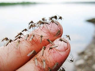 SFZ/LEKÁR RADÍ – Pozor, útočia komáre!