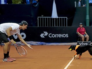 Portugalčan Gastao Elias zažil pred pár dňami priamo na kurte zaujímavú novinku. Na turnaji v Sao Paule boli zberačmi loptičiek psi.