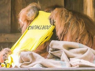 Zvieratá v nemeckých zoo favorizujú Dortmund