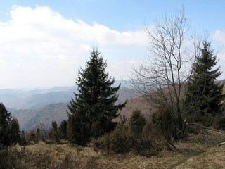 Čergov v okolí Veľkej Javoriny.