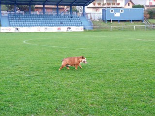 Futbalový areál v Medzeve. Štvrtoligista hrá svoje domáce zápasy na tomto ihrisku. Športových akcií sa zúčastňuje aj maskot mužstva – Luisa.