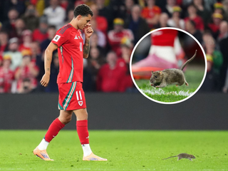 Potkan prerušil zápas Belgicka s Walesom