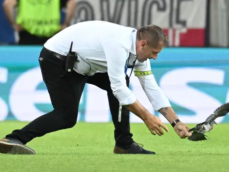 bezpečnostný pracovník chytá vtáka počas zápasu základnej B-skupiny ČR - Nemecko