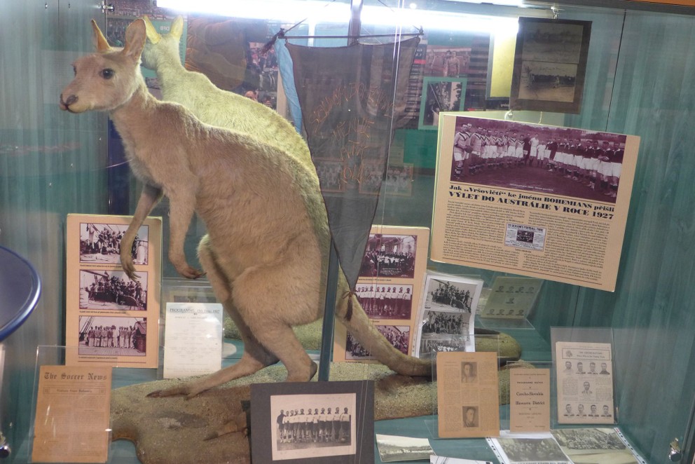 V útrobách krytej tribúny štadiónu Bohemians sa nachádza aj skromné múzeum. Vypchatá kengura je zrejme jedna z dvojice privezených v roku 1927 z Austrálie. 